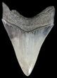 Serrated, Megalodon Tooth - South Carolina #51135-2